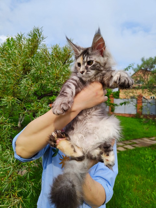Fenya  Akbars(polydactyl) 56/66 - Kitten maine-coon 3 months 4 weeks