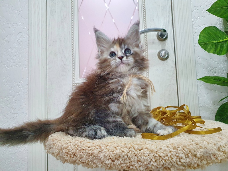 Fenya  Akbars(polydactyl) 56/66 - Kitten maine-coon 1 month 2.5 weeks