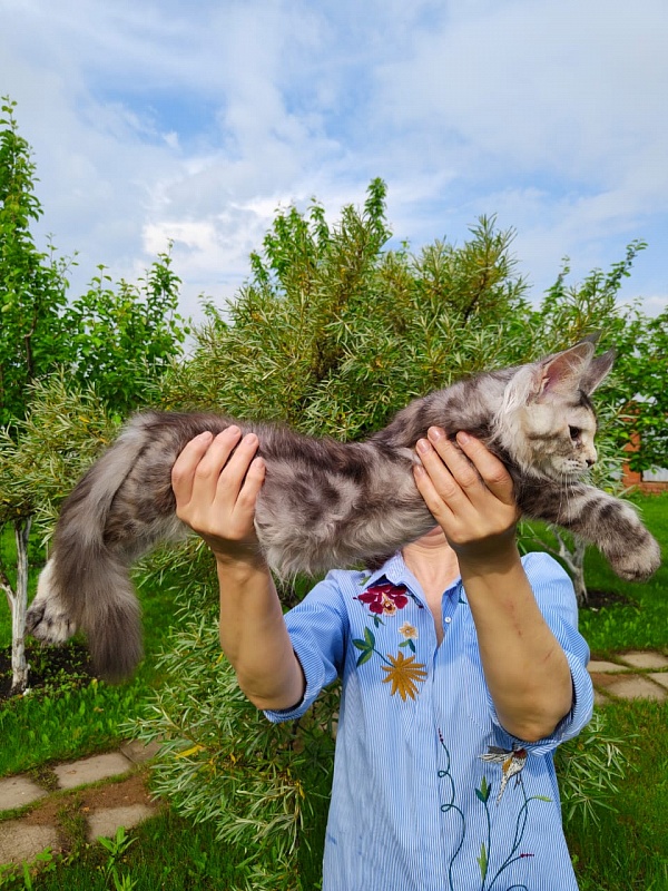 Fenya  Akbars(polydactyl) 56/66 - Kitten maine-coon 3 months 4 weeks