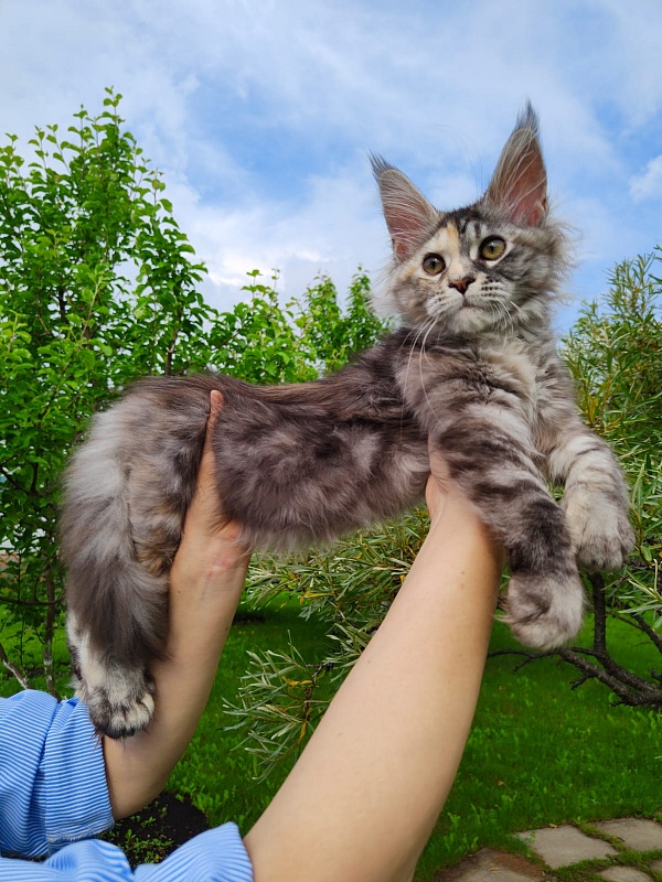 Fenya  Akbars(polydactyl) 56/66 - Kitten maine-coon 3 months 4 weeks