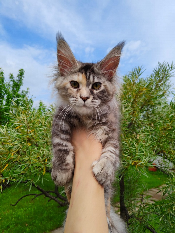 Fenya  Akbars(polydactyl) 56/66 - Kitten maine-coon 3 months 4 weeks