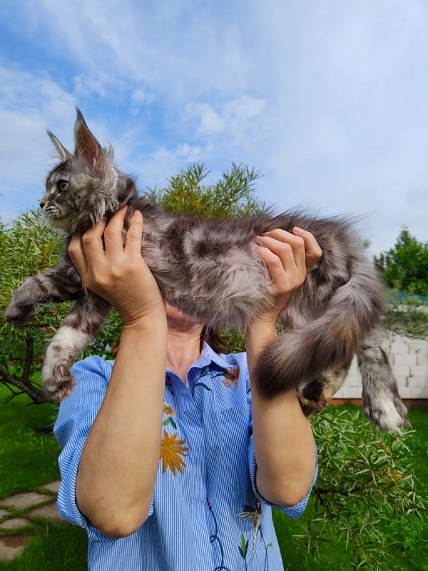 Fenya  Akbars(polydactyl) 56/66 - Kitten maine-coon 3 months 4 weeks