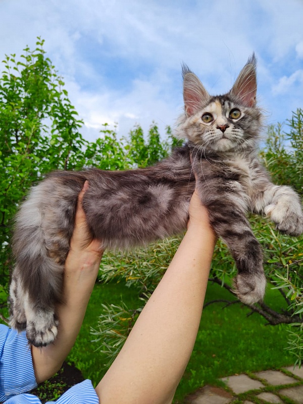 Fenya  Akbars(polydactyl) 56/66 - Kitten maine-coon 3 months 4 weeks