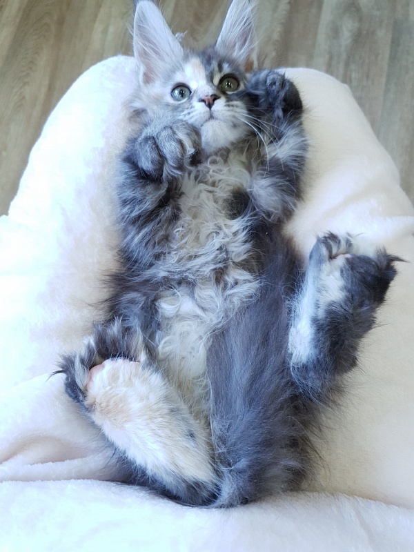Fenya  Akbars(polydactyl) 56/66 - Kitten maine-coon 2.5 months