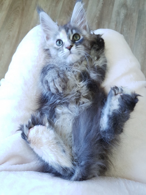 Fenya  Akbars(polydactyl) 56/66 - Kitten maine-coon 2.5 months
