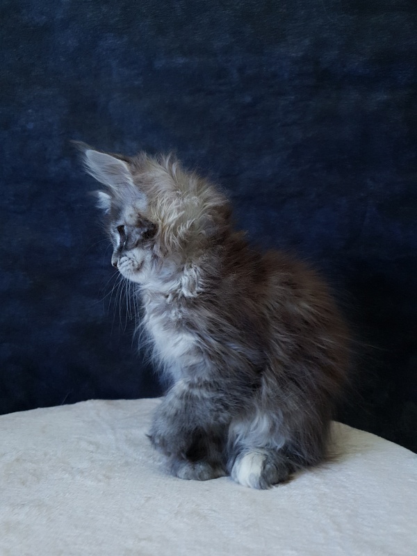 Fenya  Akbars(polydactyl) 56/66 - Kitten maine-coon 2.5 months