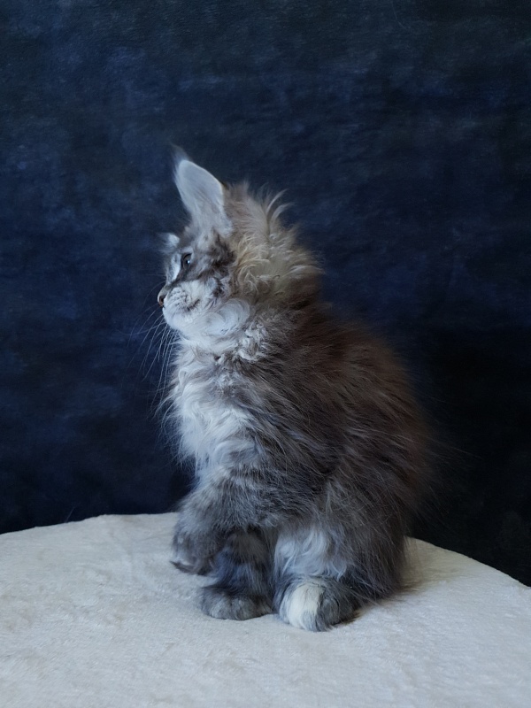 Fenya  Akbars(polydactyl) 56/66 - Kitten maine-coon 2.5 months