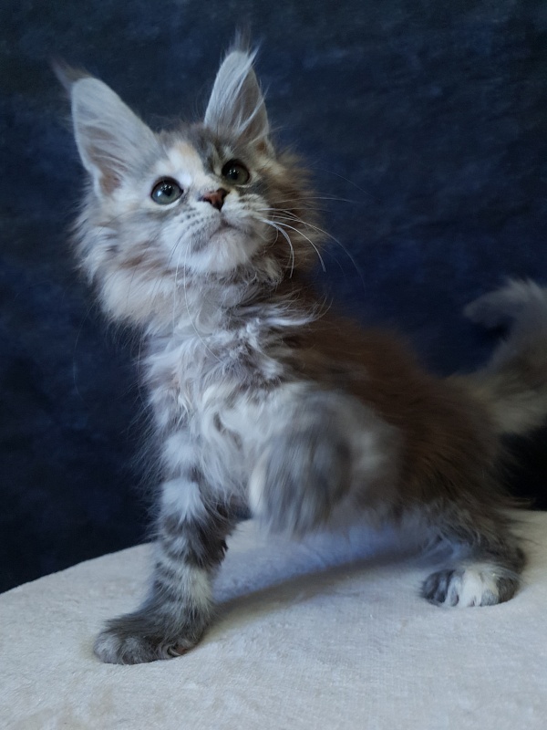 Fenya  Akbars(polydactyl) 56/66 - Kitten maine-coon 2.5 months