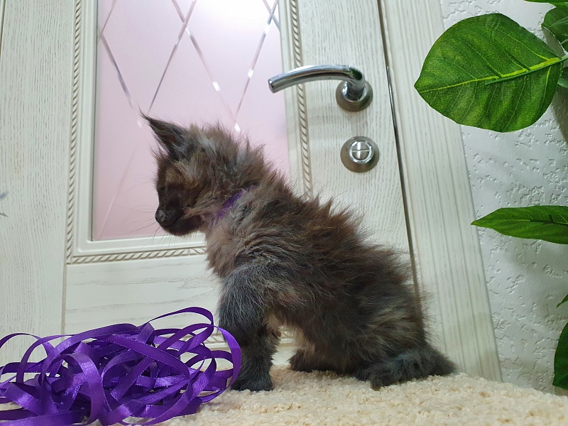 Fantasy Akbars(polydactyl) 56/66 - Kitten maine-coon 1 month 2.5 weeks