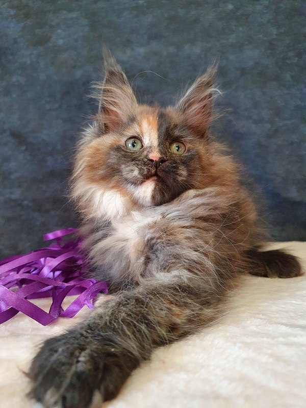 Fantasy Akbars(polydactyl) 56/66 - Kitten maine-coon 2 months 1 week