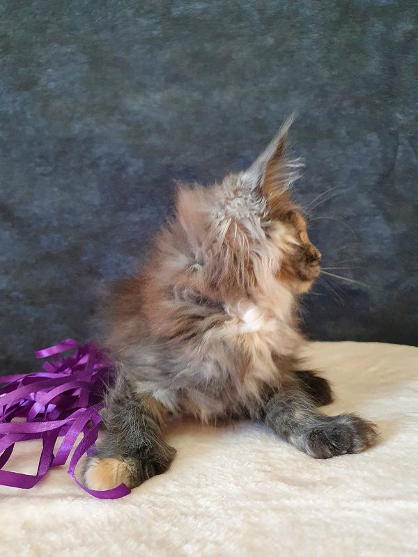 Fantasy Akbars(polydactyl) 56/66 - Kitten maine-coon 2 months 1 week