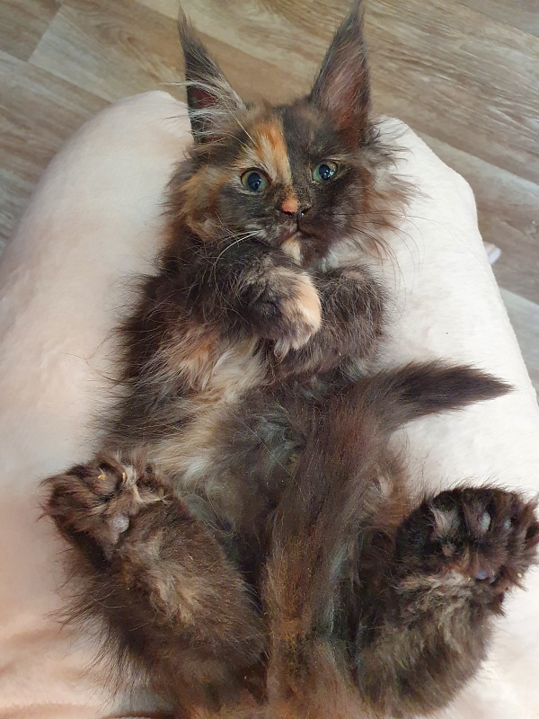 Fantasy Akbars(polydactyl) 56/66 - Kitten maine-coon 2 months 1 week
