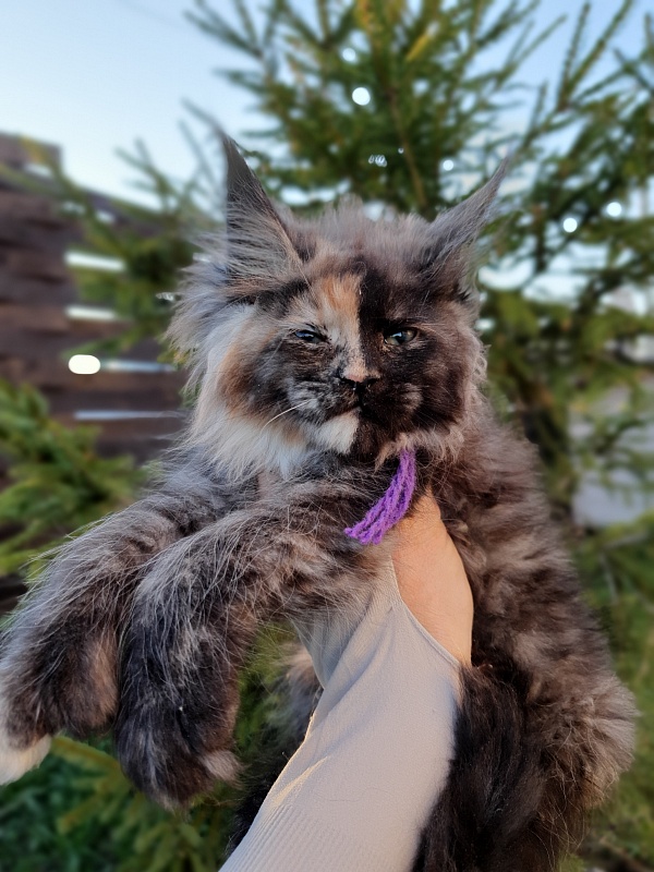 Fantasy Akbars(polydactyl) 56/66 - Kitten maine-coon 2 months 1 week
