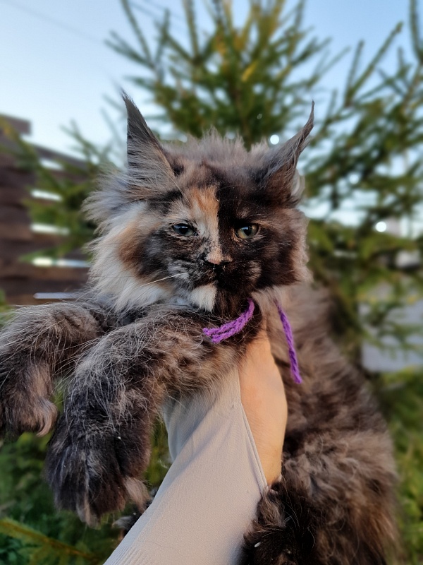 Fantasy Akbars(polydactyl) 56/66 - Kitten maine-coon 2 months 1 week