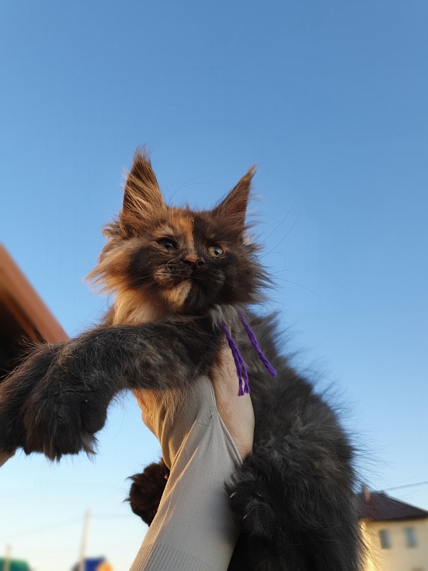 Fantasy Akbars(polydactyl) 56/66 - Kitten maine-coon 2 months 1 week
