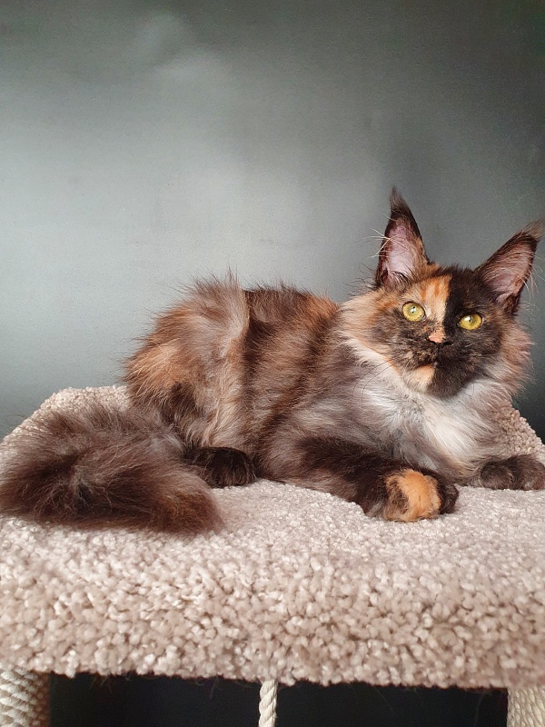 Fantasy Akbars(polydactyl) 56/66 - Kitten maine-coon 5 months 1.5 week