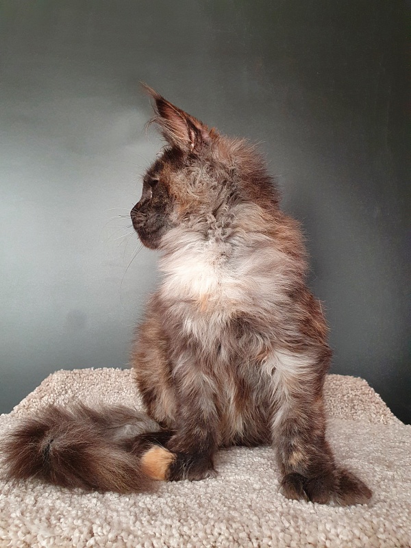 Fantasy Akbars(polydactyl) 56/66 - Kitten maine-coon 5 months 1.5 week