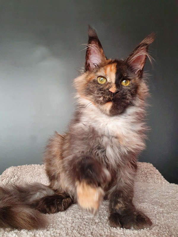 Fantasy Akbars(polydactyl) 56/66 - Kitten maine-coon 5 months 1.5 week