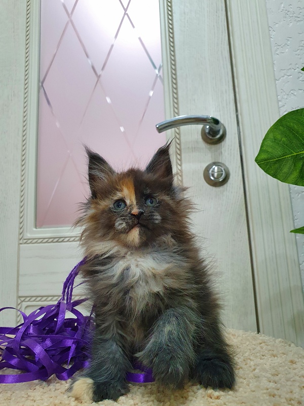 Fantasy Akbars(polydactyl) 56/66 - Kitten maine-coon 1 month 2.5 weeks