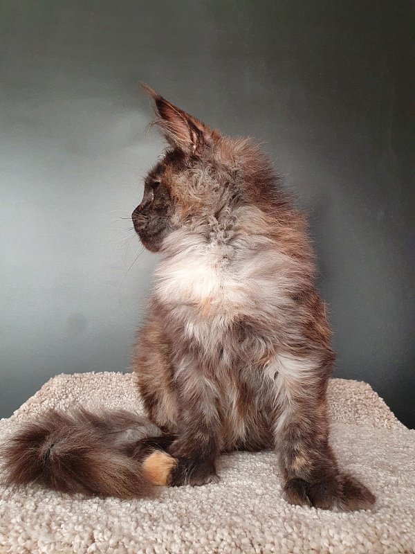 Fantasy Akbars(polydactyl) 56/66 - Kitten maine-coon 5 months 1.5 week