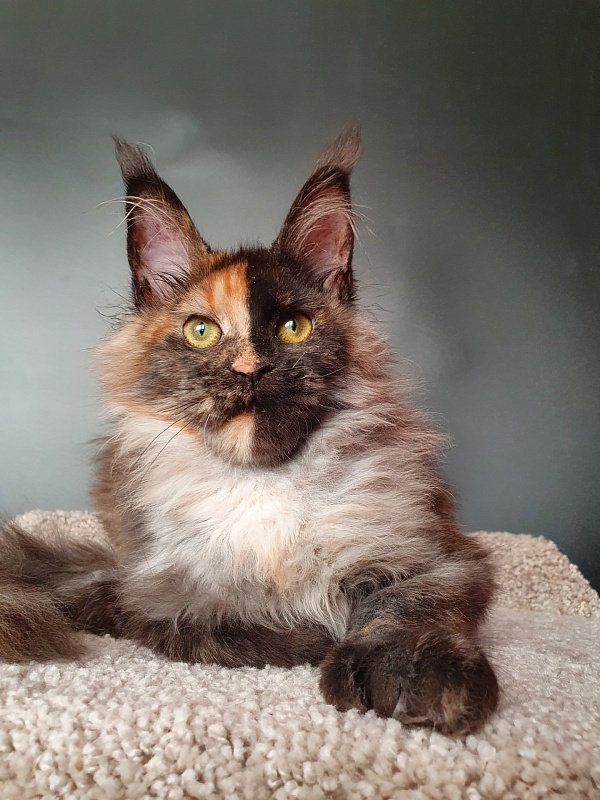 Fantasy Akbars(polydactyl) 56/66 - Kitten maine-coon 5 months 1.5 week