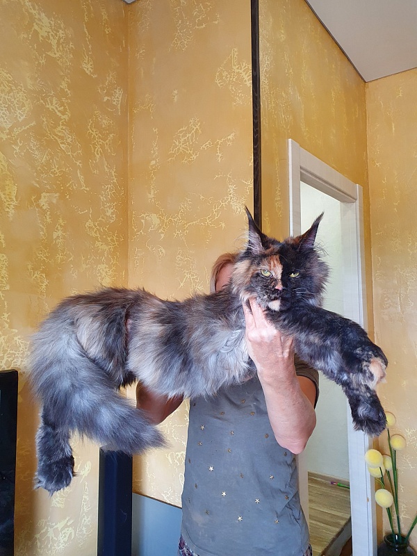 Fantasy Akbars(polydactyl) 56/66 - Kitten maine-coon 6 months 2 weeks