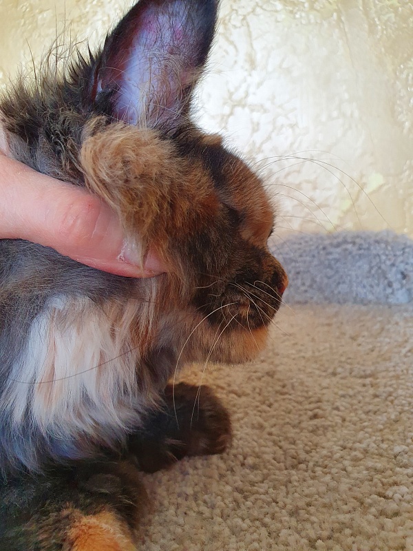 Fantasy Akbars(polydactyl) 56/66 - Kitten maine-coon 6 months 2 weeks