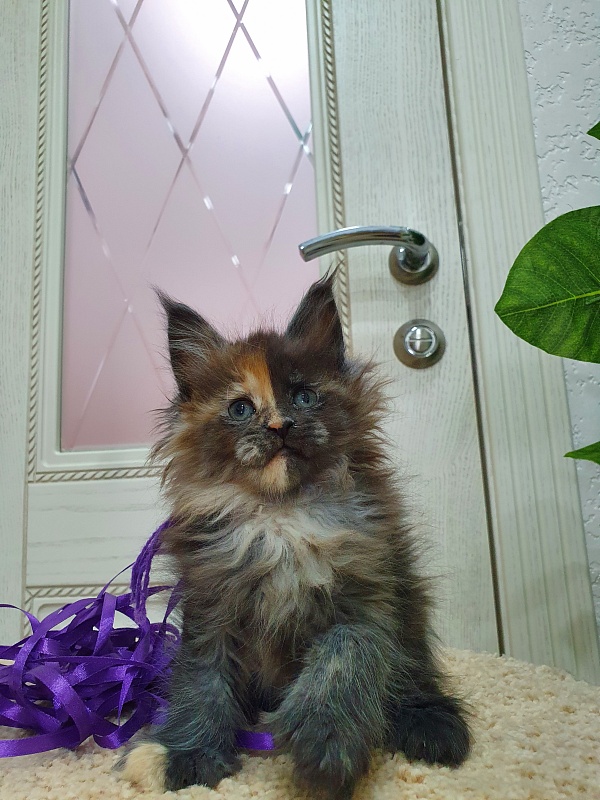Fantasy Akbars(polydactyl) 56/66 - Kitten maine-coon 1 month 2.5 weeks