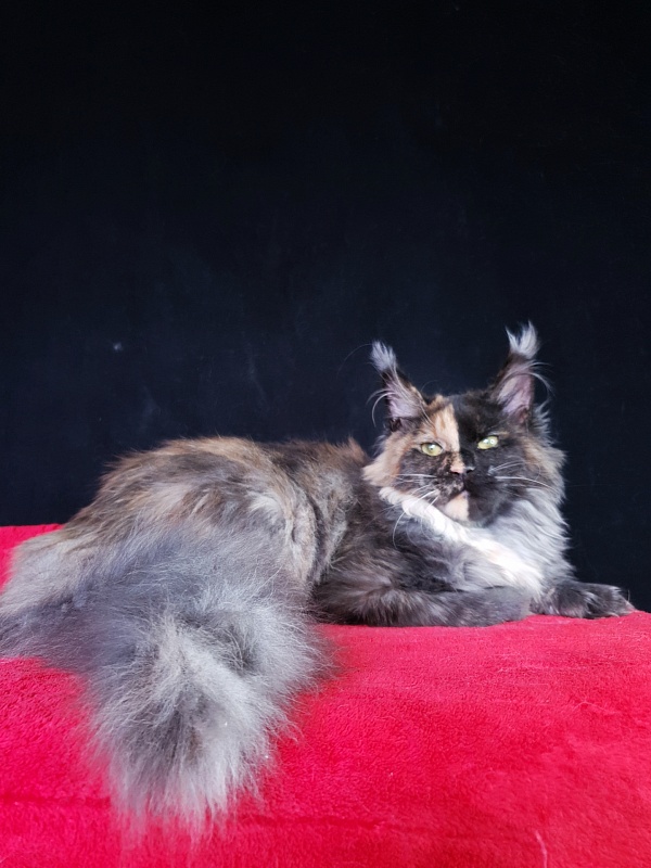 Fantasy Akbars(polydactyl) 56/66 - Kitten maine-coon 6 months 3 weeks