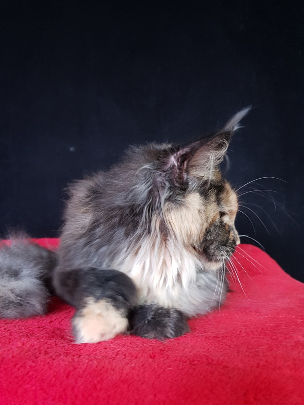Fantasy Akbars(polydactyl) 56/66 - Kitten maine-coon 6 months 3 weeks