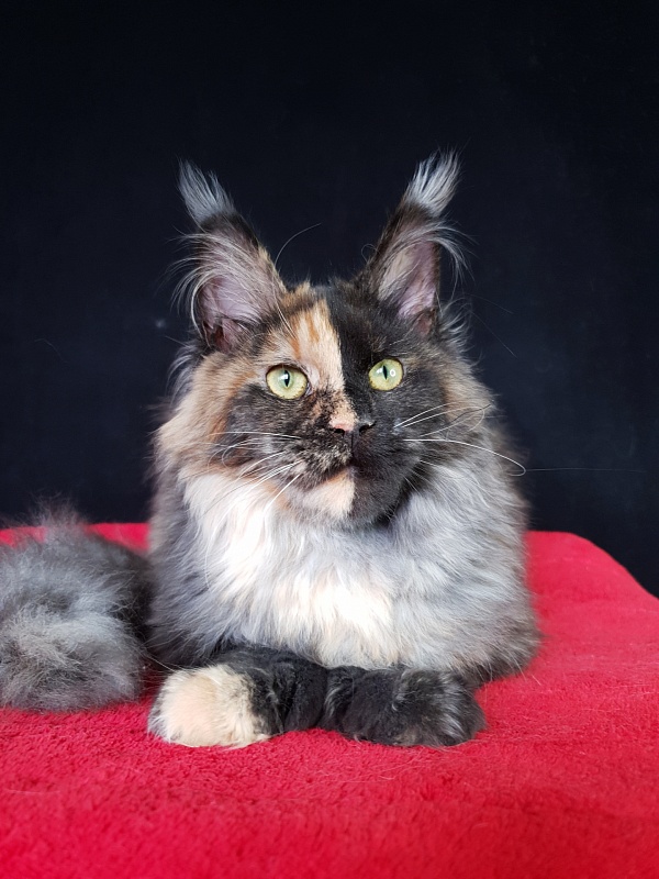 Fantasy Akbars(polydactyl) 56/66 - Kitten maine-coon 6 months 3 weeks