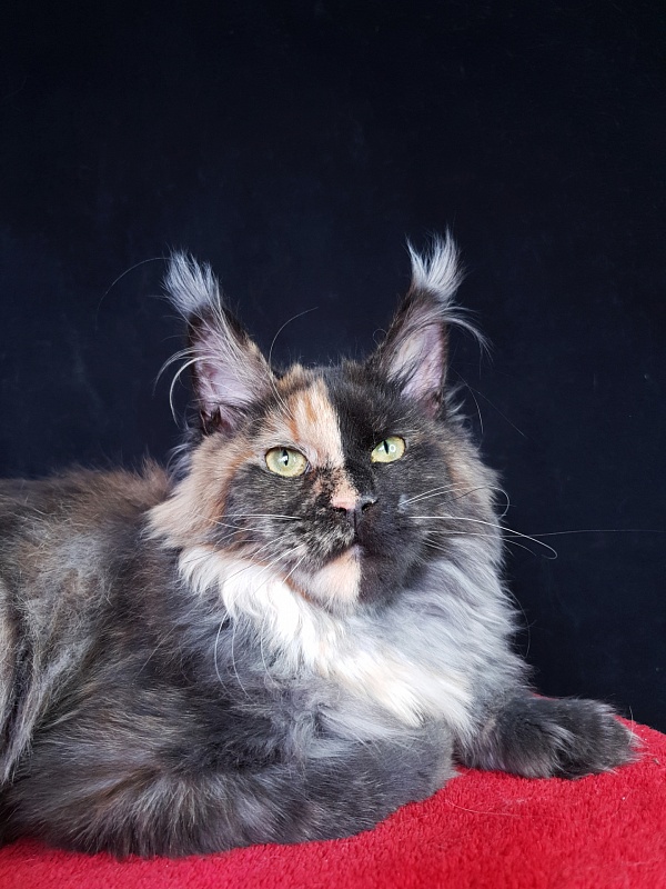 Fantasy Akbars(polydactyl) 56/66 - Kitten maine-coon 6 months 3 weeks