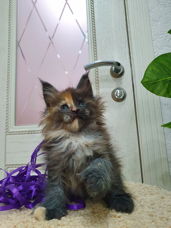 Fantasy Akbars(polydactyl) 56/66 - Kitten maine-coon 1 month 2.5 weeks