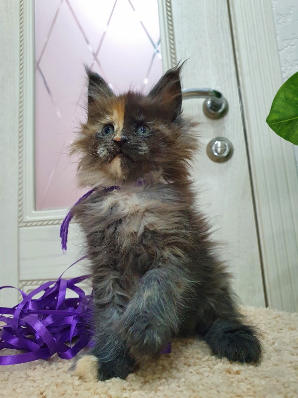 Fantasy Akbars(polydactyl) 56/66 - Kitten maine-coon 1 month 2.5 weeks
