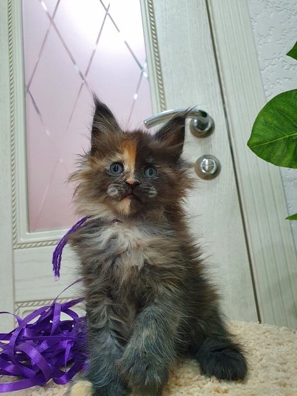 Fantasy Akbars(polydactyl) 56/66 - Kitten maine-coon 1 month 2.5 weeks