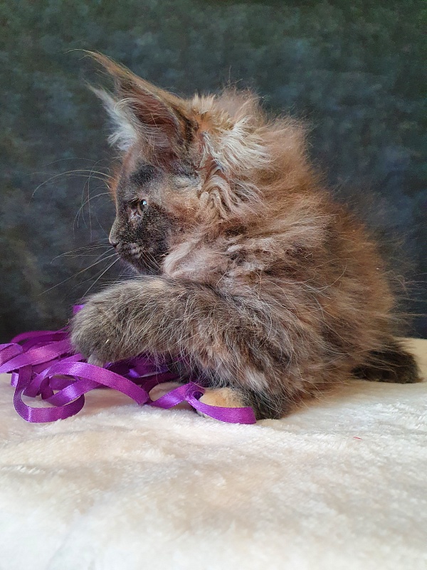 Fantasy Akbars(polydactyl) 56/66 - Kitten maine-coon 2 months 1 week