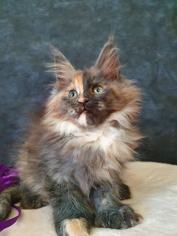 Fantasy Akbars(polydactyl) 56/66 - Kitten maine-coon 2 months 1 week