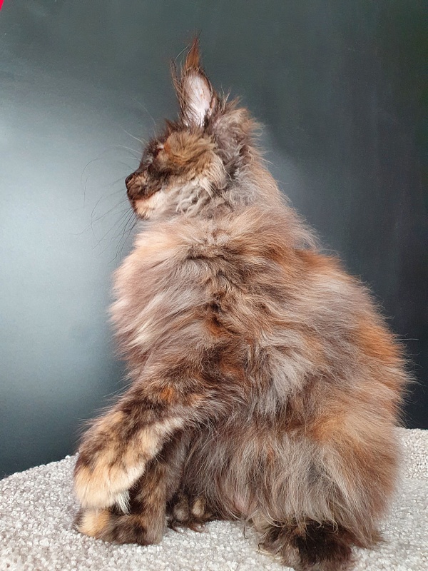 Flora  Akbars (polydactyl) 66/66 - Kitten maine-coon 5 months 1.5 week