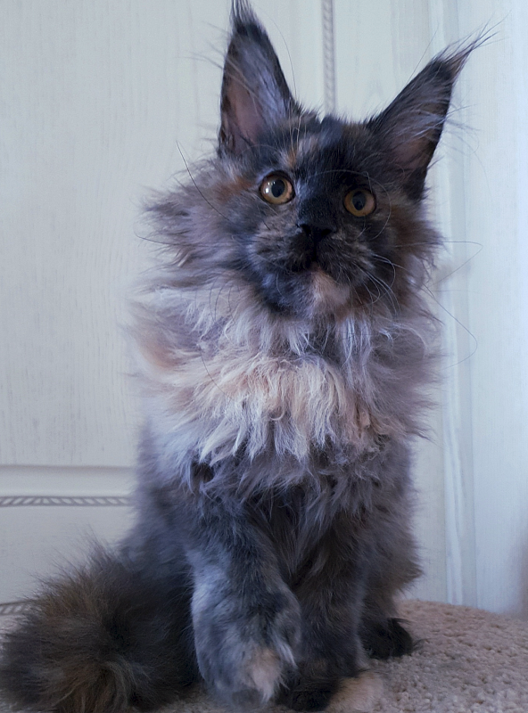 Flora  Akbars (polydactyl) 66/66 - Junior maine-coon 7 months