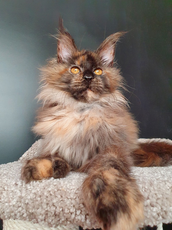 Flora  Akbars (polydactyl) 66/66 - Kitten maine-coon 5 months 1.5 week