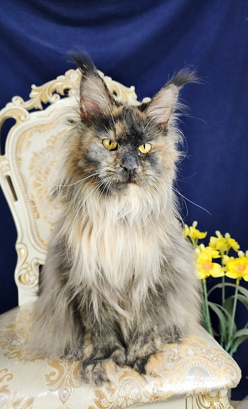 Flora  Akbars (polydactyl) 66/66 - Adult maine-coon 1 year 7 months 3 weeks