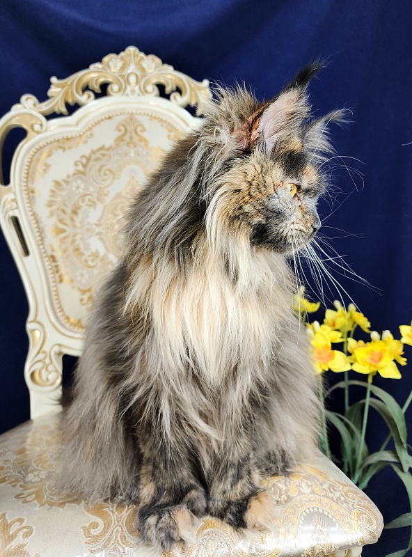 Flora  Akbars (polydactyl) 66/66 - Adult maine-coon 1 year 7 months 3 weeks