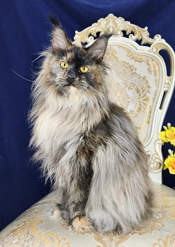 Flora  Akbars (polydactyl) 66/66 - Adult maine-coon 1 year 7 months 3 weeks