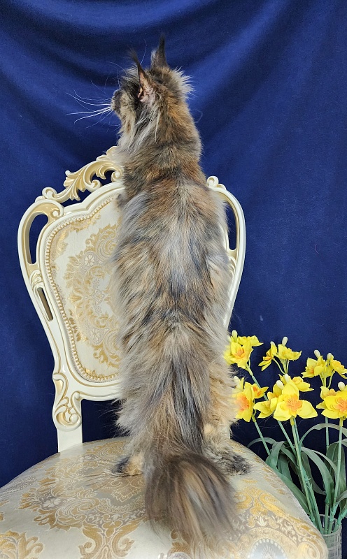 Flora  Akbars (polydactyl) 66/66 - Adult maine-coon 1 year 7 months 3 weeks