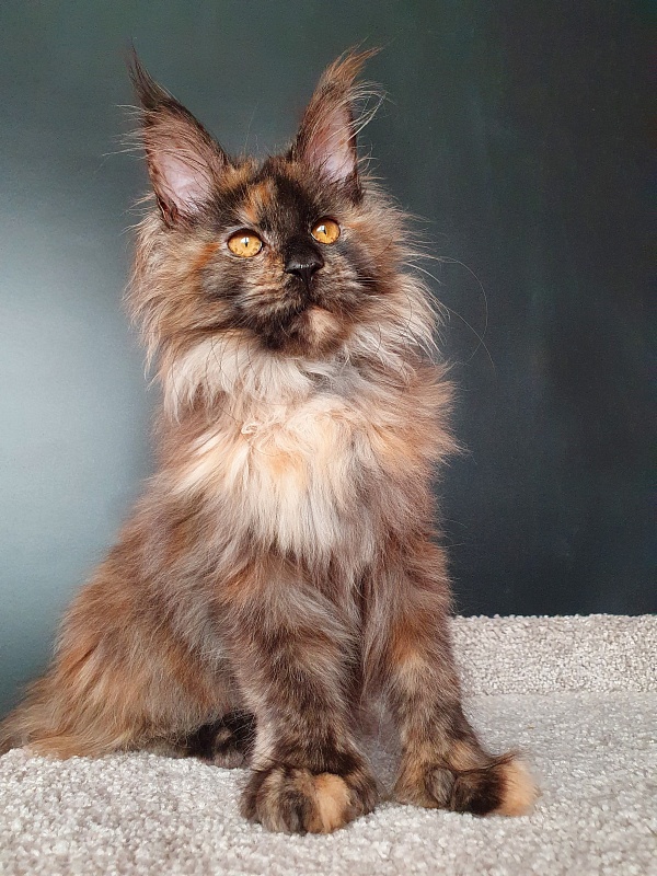 Flora  Akbars (polydactyl) 66/66 - Kitten maine-coon 5 months 1.5 week