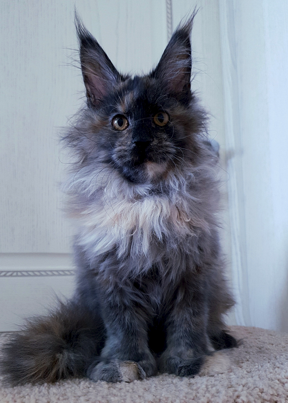 Flora  Akbars (polydactyl) 66/66 - Junior maine-coon 7 months