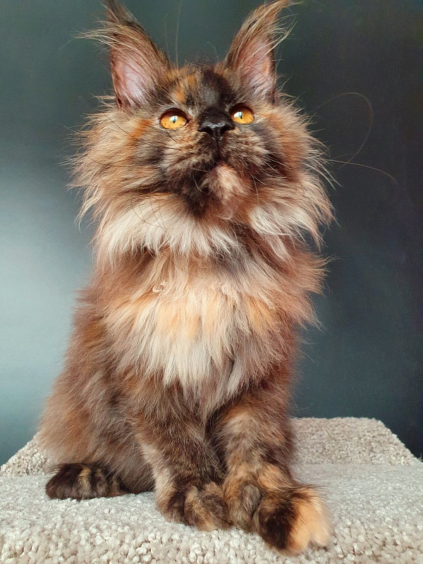 Flora  Akbars (polydactyl) 66/66 - Kitten maine-coon 5 months 1.5 week