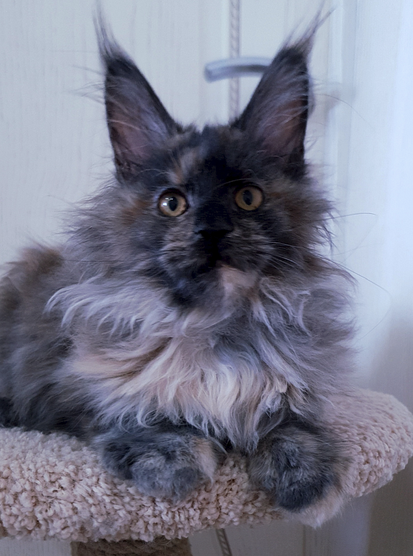 Flora  Akbars (polydactyl) 66/66 - Junior maine-coon 7 months