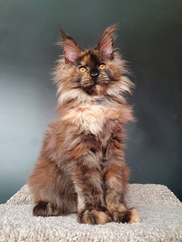 Flora  Akbars (polydactyl) 66/66 - Kitten maine-coon 5 months 1.5 week