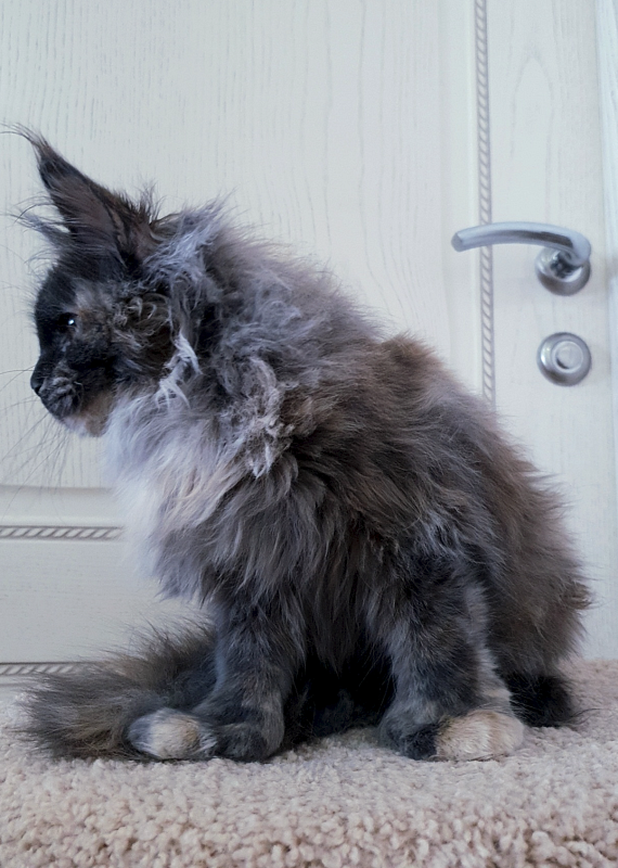 Flora  Akbars (polydactyl) 66/66 - Junior maine-coon 7 months